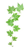 Grün Efeu Pflanze auf ein Ast transparent Bild, ein Grün Pflanze von ein bitter Kürbis mit Ast Blatt und Weiß Hintergrund, png