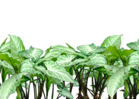 a row of green plants on a white background, elephant ear plant png