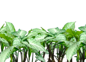 un fila de verde plantas en un blanco fondo, elefante oído planta png