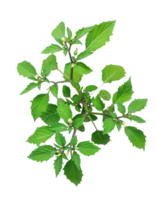 a green tree leaf and flowers on a branch with white background, png