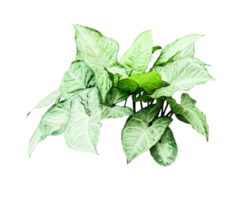 a green elephant ear plant with leaves on a transparent background png