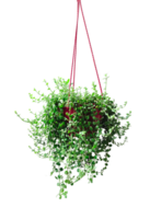 a hanging plant with green leaves on a transparent background, a hanging planter with a red string attached to it, plant in a pot png