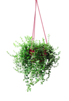 un colgando planta con verde hojas en un transparente fondo, un colgando plantador con un rojo cuerda adjunto a él, planta en un maceta png