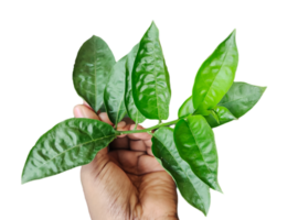 une main en portant une feuille avec vert feuilles, une la personne détient une jasmin fleur plante avec vert feuille arbre branche sur blanc Contexte png