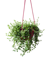 uma suspensão plantar com verde folhas em uma transparente fundo, uma suspensão plantador com uma vermelho corda em anexo para isto, plantar dentro uma Panela png