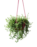 a hanging plant with green leaves on a transparent background, a hanging planter with a red string attached to it, plant in a pot png