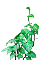 une l'éléphant oreille plante avec vert feuilles sur une blanc Contexte png