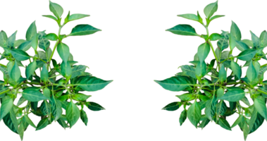 ein Pflanze von Grün Chili mit Grün Blätter auf ein Weiß Hintergrund, Grün Chili Baum Blätter isoliert auf Weiß png