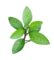 een groen boom blad Aan een Afdeling met wit achtergrond png