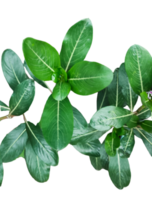 un' vicino foto di verde albero foglia spazzola su bianca sfondo, verde le foglie su un' pianta su un' trasparente sfondo png