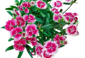 un ramo de flores de flores con el nombre margaritas en el abajo, pags púrpura flores en un blanco fondo, rosado y blanco claveles en un blanco antecedentes png