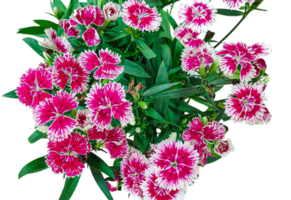 ein Strauß von Blumen mit das Name Gänseblümchen auf das Unterseite, p lila Blumen auf ein Weiß Hintergrund, Rosa und Weiß Nelken auf ein Weiß Hintergrund png