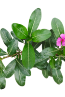 en grupp av rosa Färg blommor växter ram på en transparent bakgrund png