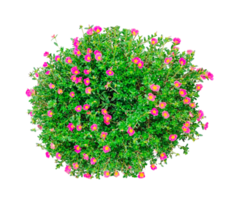 a bush with pink flowers on a white background, a green plant with pink flowers and green leaves. png