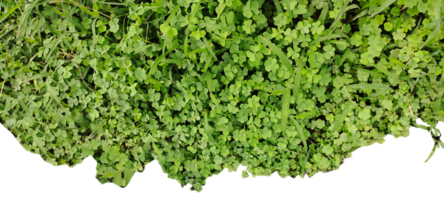 a close up of a green field, a green plant on a transparent background png