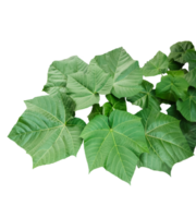 un verde planta con grande hojas en transparente antecedentes png