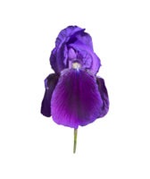 Iris germanica tender violet garden flower with bud and stem selective focus close-up, cutout with clipping path object, floral element of design, decor png
