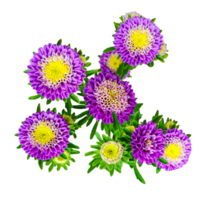 un ramo de flores de flores con el nombre margaritas en el abajo, pags púrpura flores en un blanco fondo, rosado y blanco claveles en un blanco antecedentes png