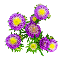 een boeket van bloemen met de naam madeliefjes Aan de onderkant, p Purper bloemen Aan een wit achtergrond, roze en wit anjers Aan een wit achtergrond png