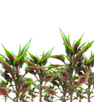 a group of rooster comb plants with green leaves and red stems png
