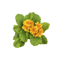 Yellow primrose flowers with leaves home plant isolated object, early spring green floral plant, clipping path selective focus, decorative element for design, home decor concept png