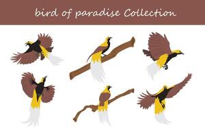 pájaro de paraíso recopilación. pájaro de paraíso en diferente posa vector