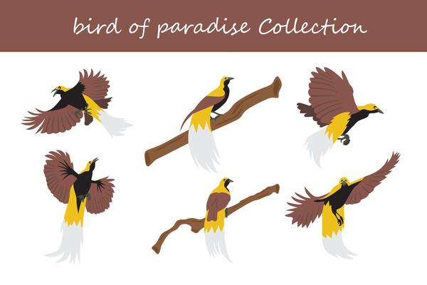 bird of paradise collection. bird of paradise in different poses.