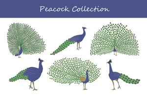 Peacock set. Collection of peacock vector