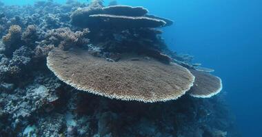 hermosa vivo coral jardines en el claro transparente azul mar. marina de un submarino fantástico coral arrecife video