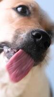Dog with licking tongue, close-up view, shot through the glass. Funny pet portrait, focus on the tongue, gray background video