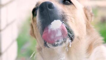 Dog with licking tongue, close-up view, shot through the glass. Funny pet portrait, focus on the tongue, outdoor video