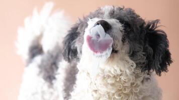 Dog with licking tongue, close-up view, shot through the glass. Funny pet portrait, focus on the tongue, beige background, slow motion video