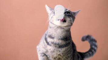 cat with licking tongue, close-up view, shot through the glass. Funny pet portrait, focus on the tongue, beige background video