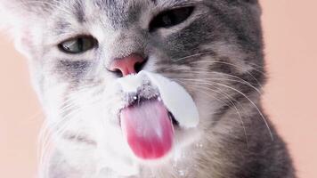 cat with licking tongue, close-up view, shot through the glass. Funny pet portrait, focus on the tongue, beige background, slow motion video