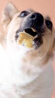 Dog with licking tongue, close-up view, shot through the glass. Funny pet portrait, focus on the tongue, beige background video