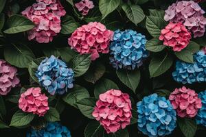 Close up photograph showcasing the exquisite beauty of blue and pink flowers in full bloom photo