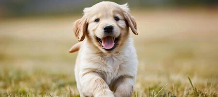 Energetic puppy joyfully playing in lush green field, adorable pet revels in outdoor fun photo