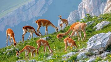 Tranquil alpacas peacefully grazing on lush green grass in a picturesque mountain pasture photo