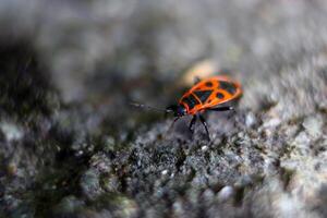 A red bug with black spots is on a rock. The bug is small and has a black head. photo