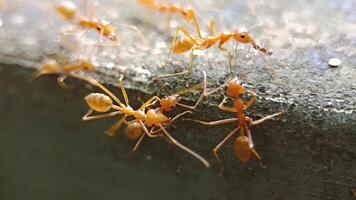 clustered weaver ants video