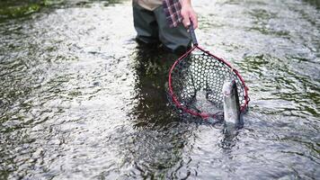 Trout fishing. Fishing on the river. Beautiful fishing for strong fish video