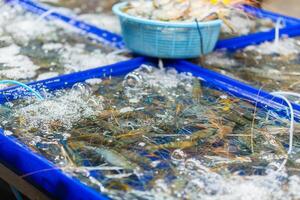 Fresh shrimps in the seafood market, Fresh raw prawns in a local market photo