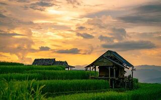 Landscape of rice terrace and hut with mountain range background and beautiful sunrise sky. Nature landscape. Green rice farm. Terraced rice fields. small house is on a hillside next to a rice field. photo