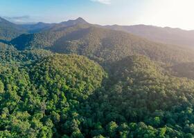 Aerial view of lush green trees in forest on mountains. Dense green tree captures CO2. Green tree nature background for carbon neutrality and net zero emissions concept. Sustainable green environment. photo