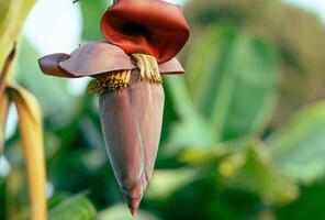 Banana blossom. Plant-based raw material for vegan fish and meat alternatives. Banana heart. Purple-skinned banana flower. Sustainable source for plant-based meat alternatives in vegan cuisine. photo