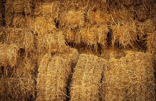 Dry straw bale and agricultural byproducts. stacked yellow straw bales for animal fodder and livestock bedding. Straw bales in sustainable farming. Agricultural byproducts. Agricultural practices. photo