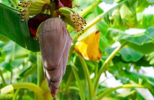 Banana blossom. Plant-based raw material for vegan fish and meat alternatives. Banana heart. Purple-skinned banana flower. Sustainable source for plant-based meat alternatives in vegan cuisine. photo