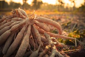 Cassava roots. Sustainable agriculture. Cassava root in tropical farming. Food production and sustainability. Cassava root, staple crop vital for food security, smallholder livelihoods. Tapioca tubers photo