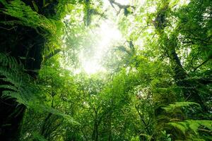 verde árbol bosque con luz de sol mediante verde hojas. natural carbón capturar y carbón crédito concepto. sostenible bosque gestión. arboles absorber carbón dióxido. natural carbón hundir. ambiente día foto