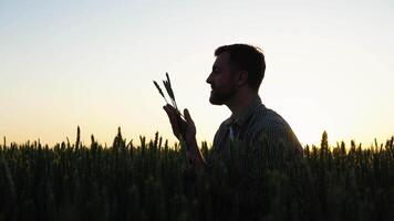 agricultor verificação a qualidade do a trigo espiguetas em uma pôr do sol dentro a meio do a dourado amadurecer campo. Fazenda trabalhador examina a orelhas do trigo antes colheita. agrícola conceito video